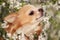 Cute fluffy Chihuahua dog near blossoming bush outdoors, closeup