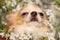 Cute fluffy Chihuahua dog near blossoming bush outdoors, closeup