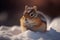 cute fluffy chipmunk in snow winter. Illustration Generative AI