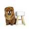 Cute fluffy Chow Chow pup dog , Isolated on a white background.