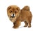 Cute fluffy Chow Chow pup dog , Isolated on a white background.