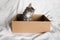 Cute fluffy color-point cat of the Scottish Straight breed looks out of a cardboard box and looks up. White background