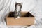 Cute fluffy color-point cat of the Scottish Straight breed looks out of a cardboard box and looks up. White background