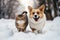 Cute fluffy corgi and cat walking on snowy road in winter park or forest. Funny friends dog and kitten