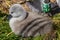 A cute fluffy cygnet relaxes in the sun