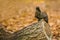 Cute fluffy dark brown colored squirrel sitting on a log