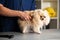 Cute fluffy dog examined by veterinarian, vet listens to breathing. Health diagnostics