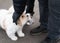 Cute fluffy dog looks up as he is being stroked by a man outside on tarmac during a dog walk. A Jack Russell terrier is next to