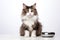 Cute fluffy domestic cat sits in front of an empty iron bowl waiting for cat food. Kitten looking at the camera on a white