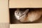 a cute fluffy domestic kitten hiding at box. above view