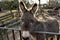 A cute  fluffy donkey in the farmyard paddock near to Oss  Netherlands
