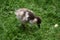 Cute and Fluffy Duckling Baby Looking for Food