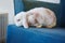 a cute fluffy dwarf rabbit sits on a blue chair.