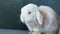 a cute fluffy dwarf rabbit sits on a blue chair.