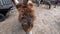 Cute fluffy foal with long brown hair walks along a paddock at a donkey farm.