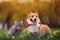 Cute fluffy friends a corgi dog and a tabby cat sit together in a sunny spring meadow
