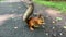 Cute fluffy funny squirrel eats prunes in the park