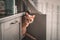 Cute fluffy ginger cat hiding in a kitchen cabinet