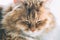 Cute fluffy ginger cat sleep and relax, muzzle portrait