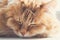Cute fluffy ginger cat sleep and relax, muzzle portrait