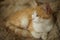 Cute fluffy ginger white cat rest in the bed