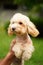 A cute, fluffy, golden poodle sits in the hands of a guy buried on camera