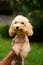 A cute, fluffy, golden poodle sits in the hands of a guy buried on camera