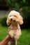 A cute, fluffy, golden poodle sits in the hands of a guy buried on camera