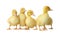 Cute fluffy goslings on background. Farm animals