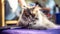 Cute fluffy gray tabby cat in the grooming salon. The cat looks into the camera. Animal Hygiene and pet care concept. Copy space.