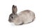 Cute fluffy grey bunny rabbit