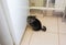 Cute fluffy grey chinchilla is sitting on the beige floor in the kitchen. Funny pet wants to get into the fridge for food