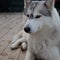 Cute fluffy husky dog in the yard, close-up portrait.