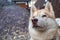 Cute fluffy husky dog in the yard, close-up portrait.