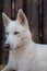 Cute fluffy husky dog in the yard, completely white. close-up portrait.