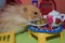 Cute fluffy light brown hamster eats peas at the table in his house. Close-up pet eats.