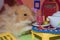 Cute fluffy light brown hamster eats peas at the table in his house. Close-up pet eats