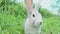 Cute fluffy light gray easter bunny with big ears sits green meadow sunny weather eats young soybean