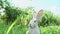Cute fluffy light gray Easter bunny with big ears sits green meadow sunny weather eats young soybean
