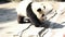 cute fluffy little panda walking on the playground