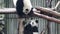 Cute Fluffy Little Pandas on the Playground, Chengdu, China
