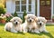 Cute fluffy little puppies frolicking on a lawn near a beautiful house. It's a sunny spring day.