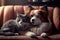 cute fluffy lovely happy cat and dog lies together. Illustration Generative AI