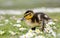 Cute fluffy Mallard duckling Anas platyrhynchos in daisies