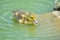 Cute fluffy Mallard gosling baby duckling in a water pond eating fish