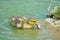 Cute fluffy Mallard gosling baby duckling in a water pond eating fish