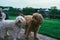 Cute fluffy miniature goldendoodle dogs playing in the park