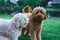 Cute fluffy miniature goldendoodle dogs playing in the park