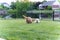 Cute fluffy miniature goldendoodle dogs playing in the park