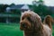 Cute fluffy miniature goldendoodle in the park